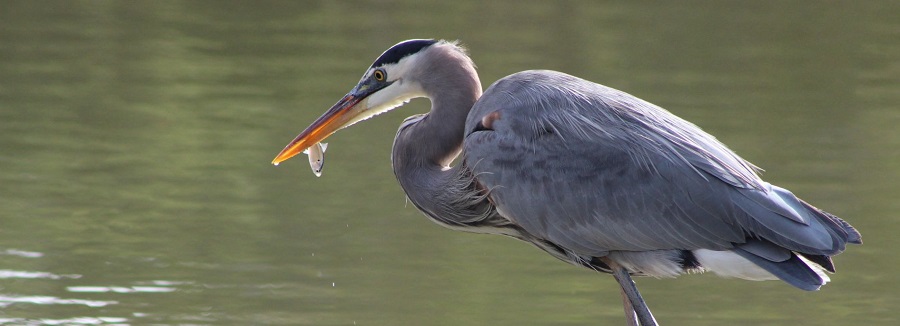 Dat wist ik niet van de blauwe reiger