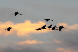 Beekdallezing 'Trekvogels'